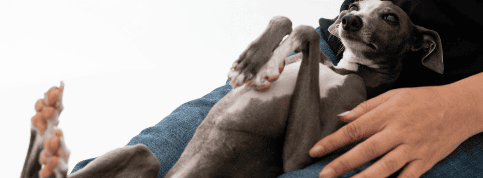 Energiahoito lemmikeille ThetaHealing-menetelmällä.