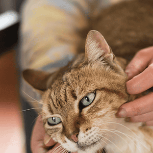 Energiahoito eläimille – ThetaHealing auttaa lemmikkiäsi toipumaan.