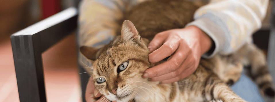 Energiahoito eläimille – ThetaHealing auttaa lemmikkiäsi toipumaan.